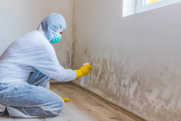 Licensed Mold Remediation service in Berryville, TX - WQB Mold Removal